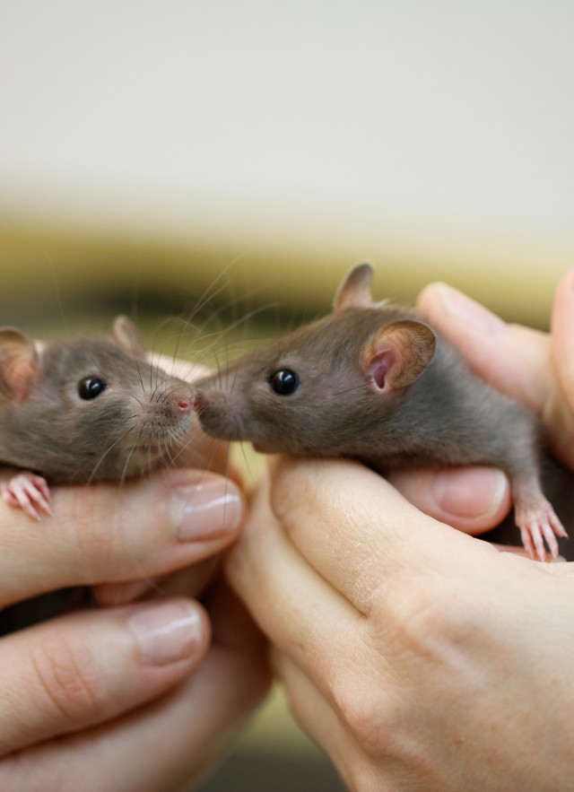Hands holding two rats during rat training by the Live Animals Program team