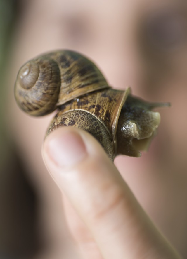 Up-close view of a snail