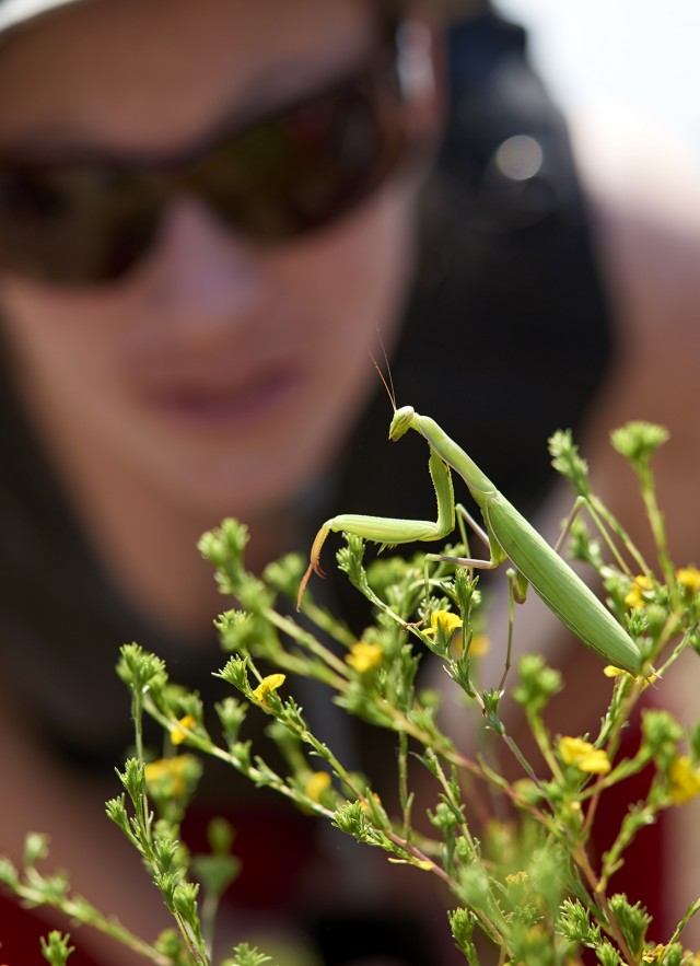 Praying Mantis in the field