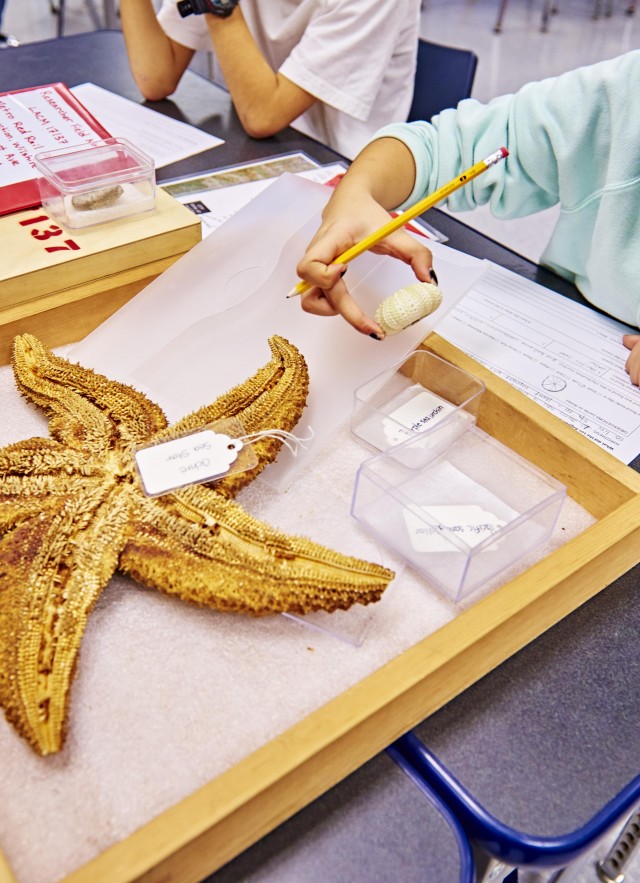 Girl looking at sea star