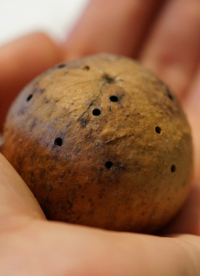 Oak Gall 