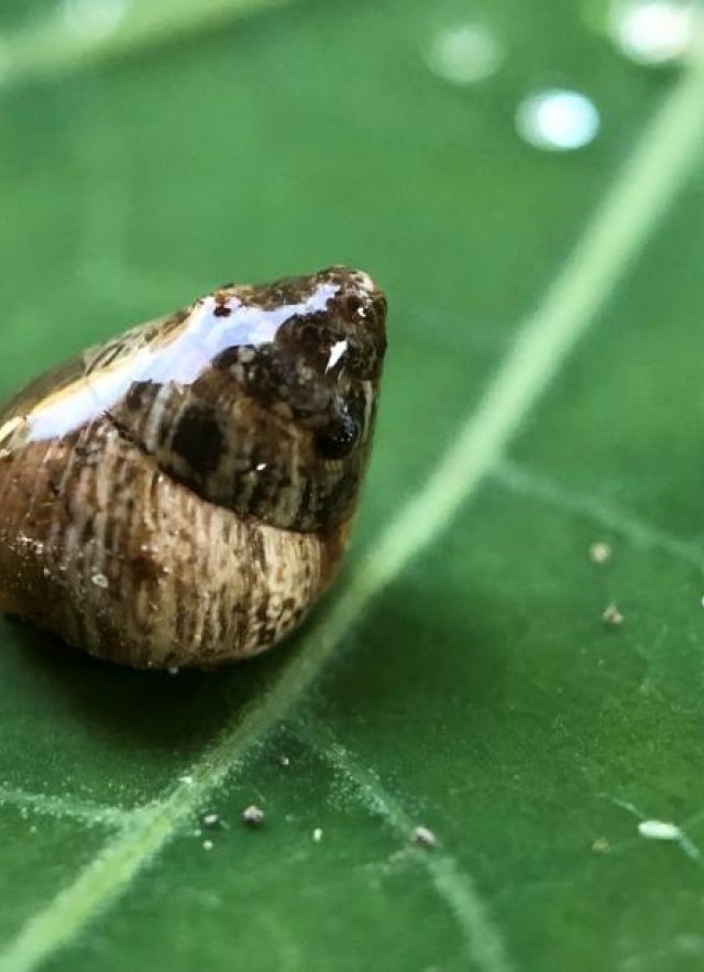 Snail on leaf image by Emily Han, SnailBlitz 2018 grand prize winner