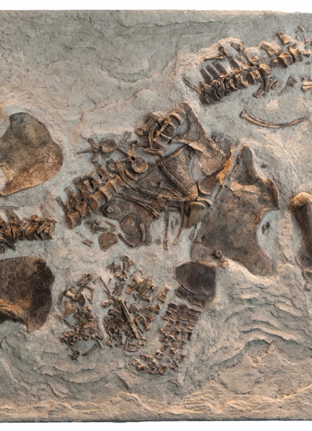Fossil - Paleontology up close