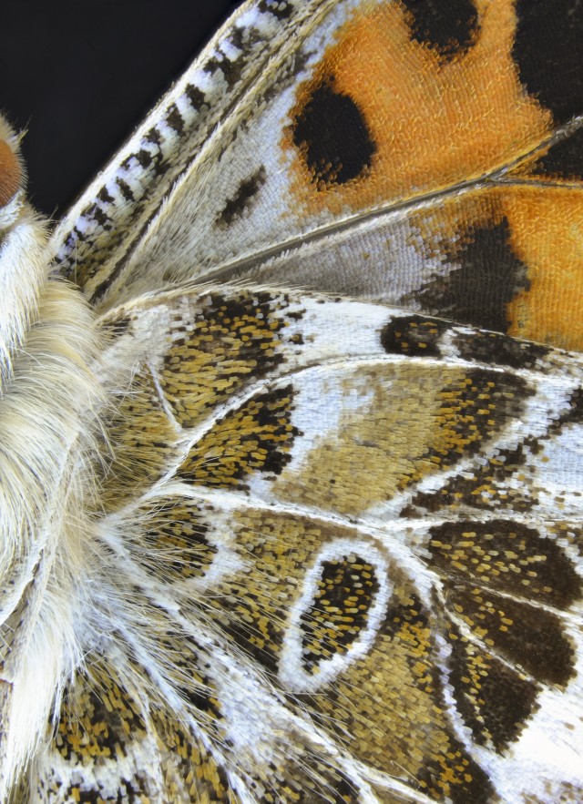 Close up of Painted Lady Butterfly