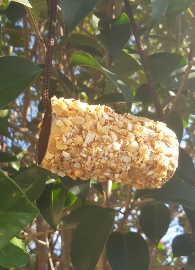 Image of complete DIY bird feeder in a tree.