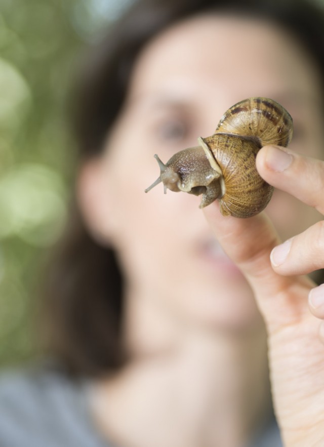 Your New Year's Resolution: Look for More Slugs and Snails!