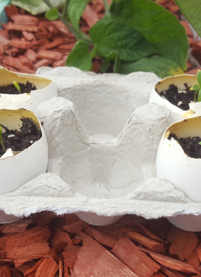 Image of eggshell herb garden activity.