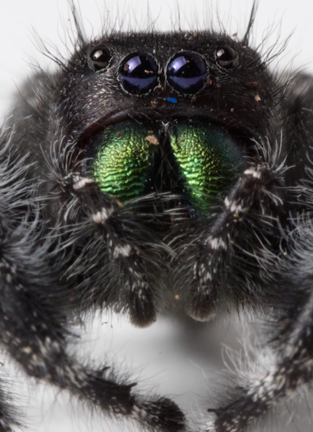 Spider Close-up