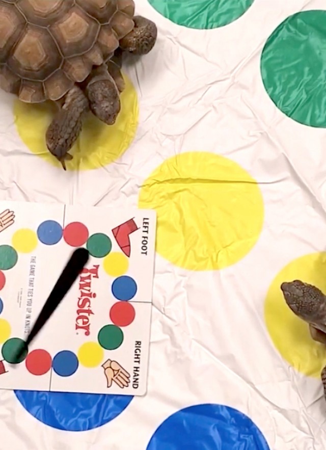 Two turtles on a Twister board game set