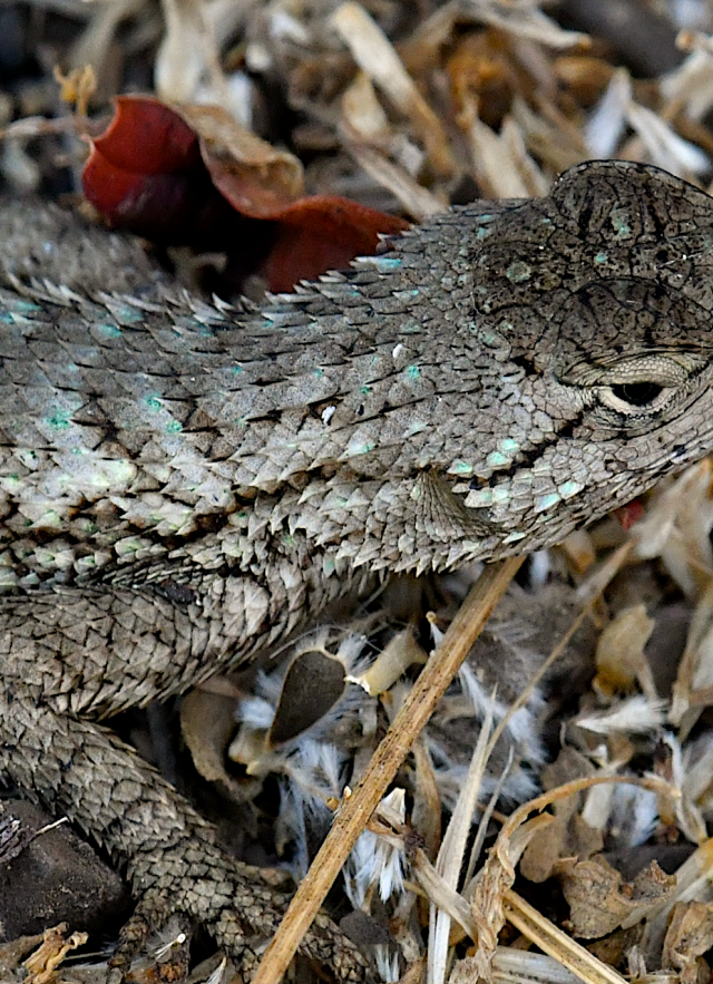 Western Fence Lizard, Nature Collective