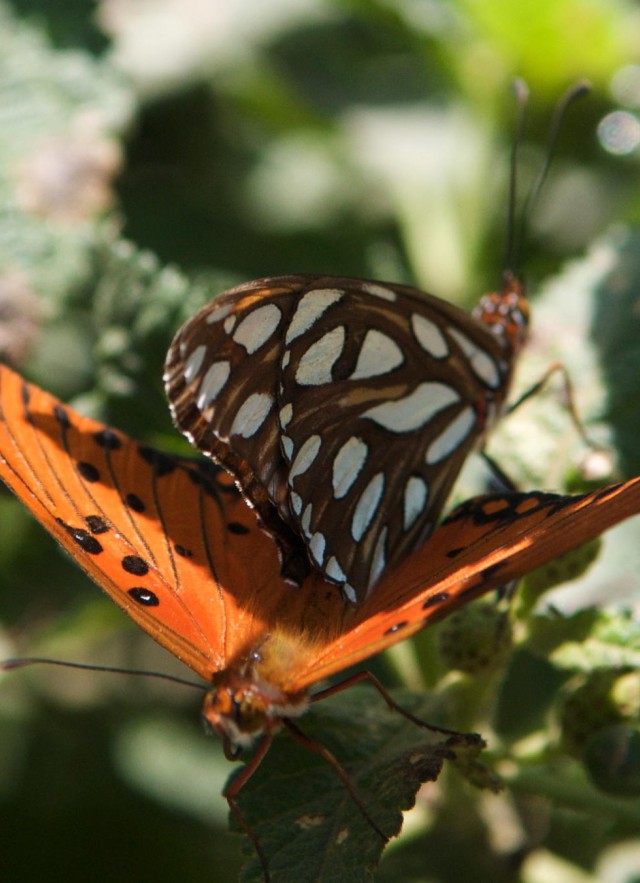 Gulf Fritillary butterflies, one with wings open and another with wings closed.