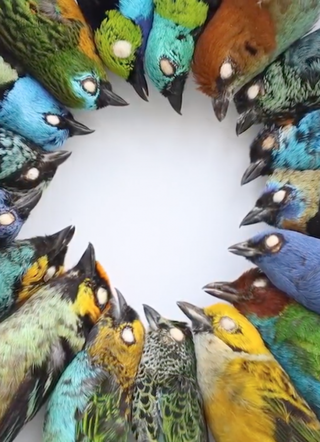 Circle of colorful birds.