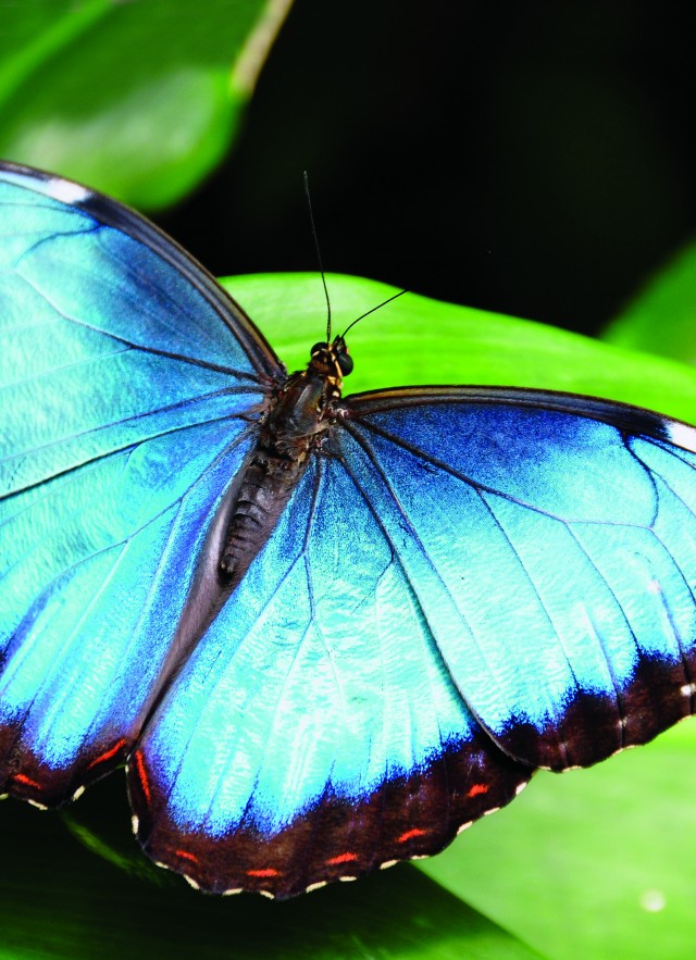 teal butterfly