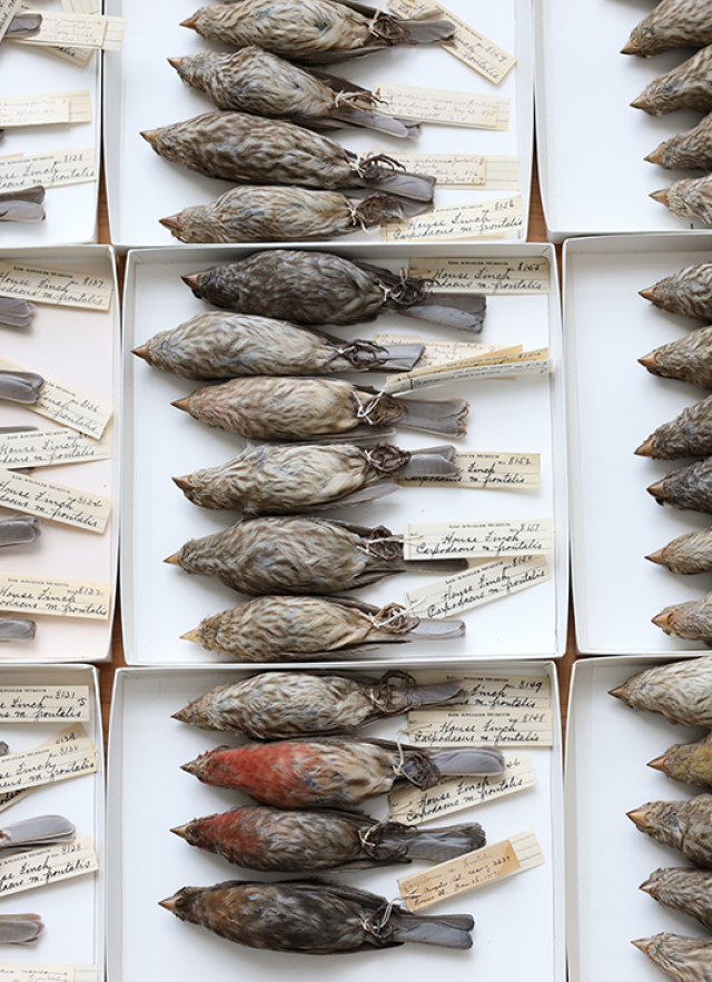 House Finch Collection Drawer