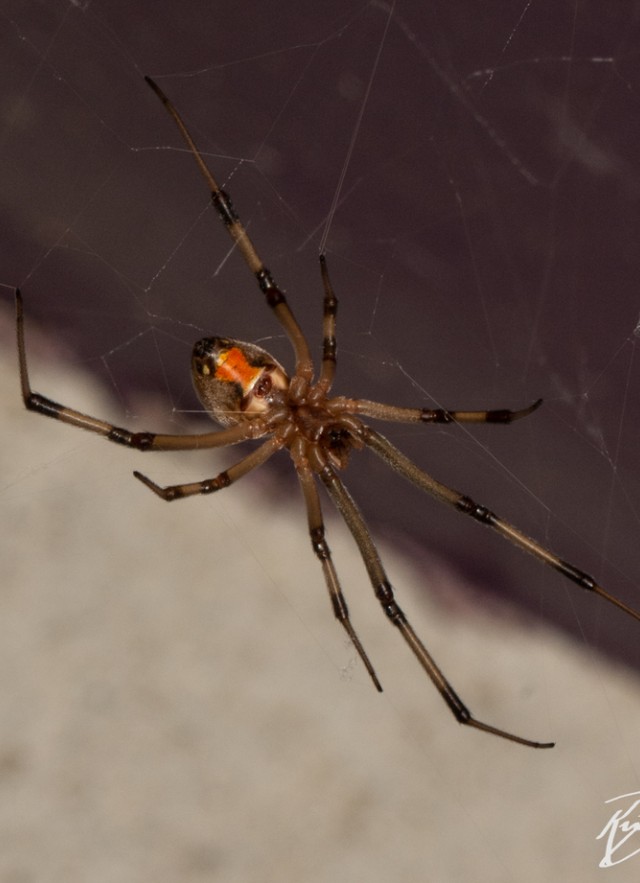 non-native brown widow spider