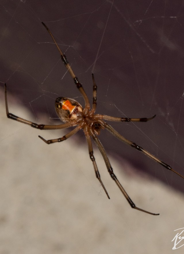 Black and Brown Widow Spiders