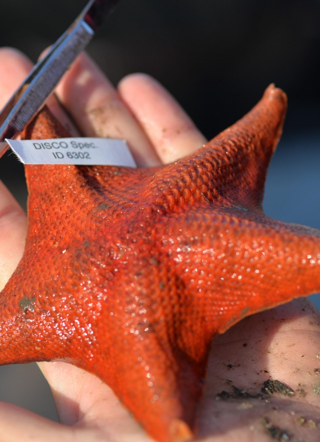 Hand holding a starfish marine biology specimen with tag