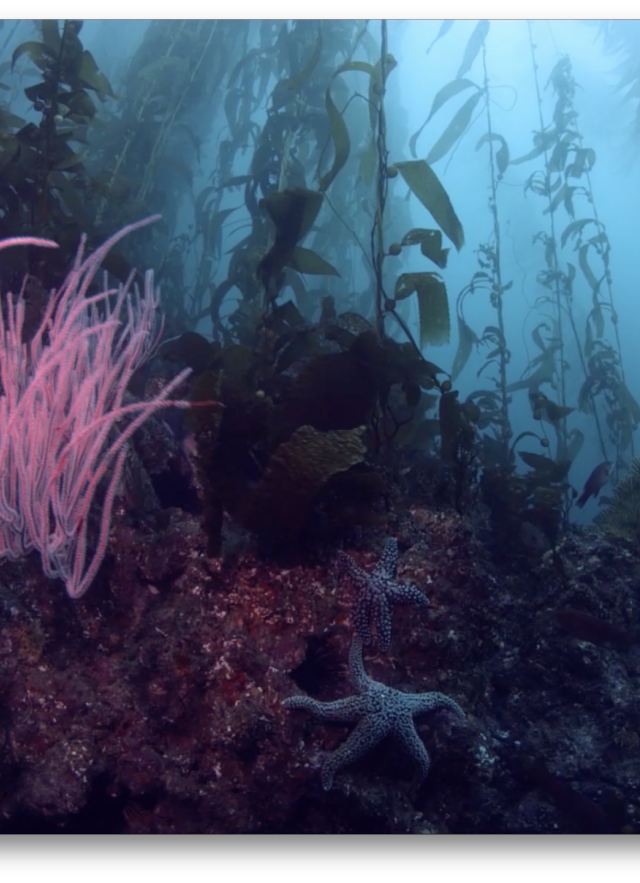 ocean experience underwater dive image virtual field trip