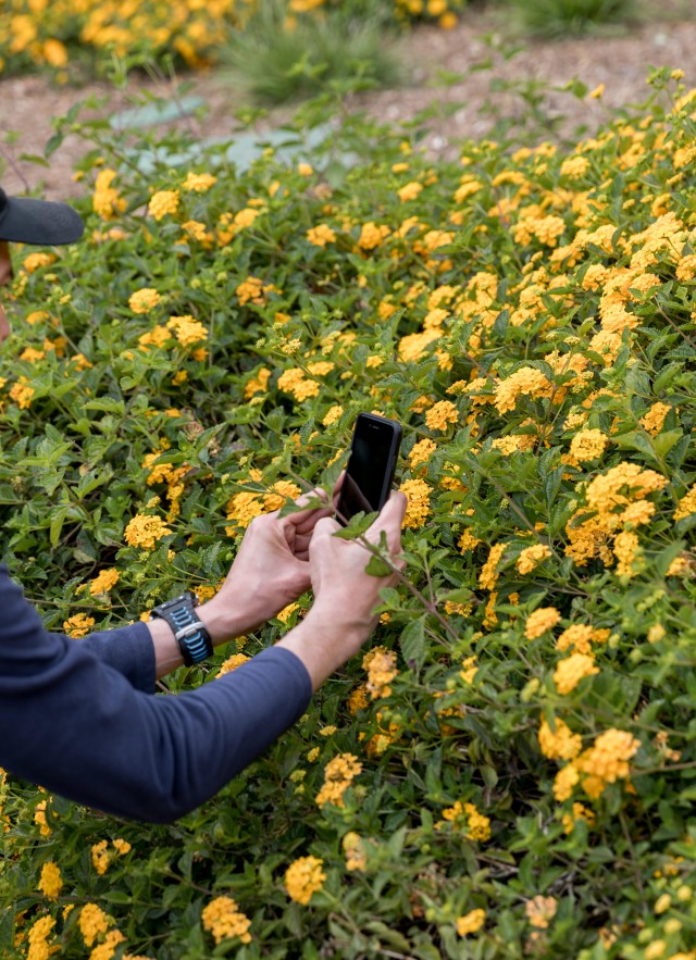 person takes a close up picture with a phone of a patch of yellow flowers