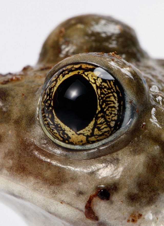 close up of Prince the spadefoot frog