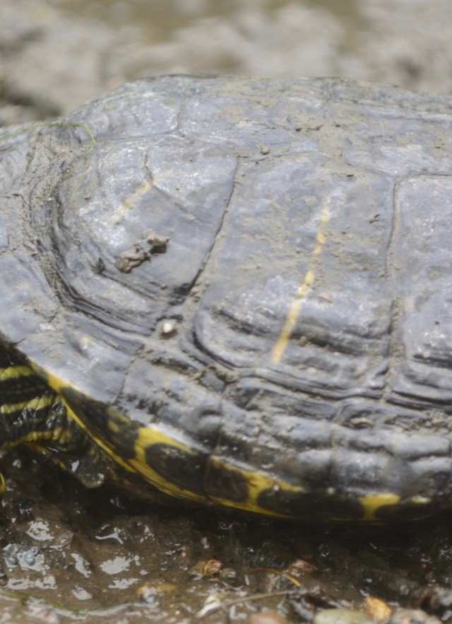 Red-eared slider A.Clause