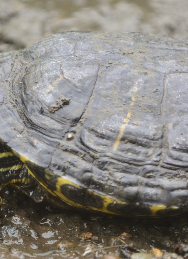 Red Eared Turtle Shell