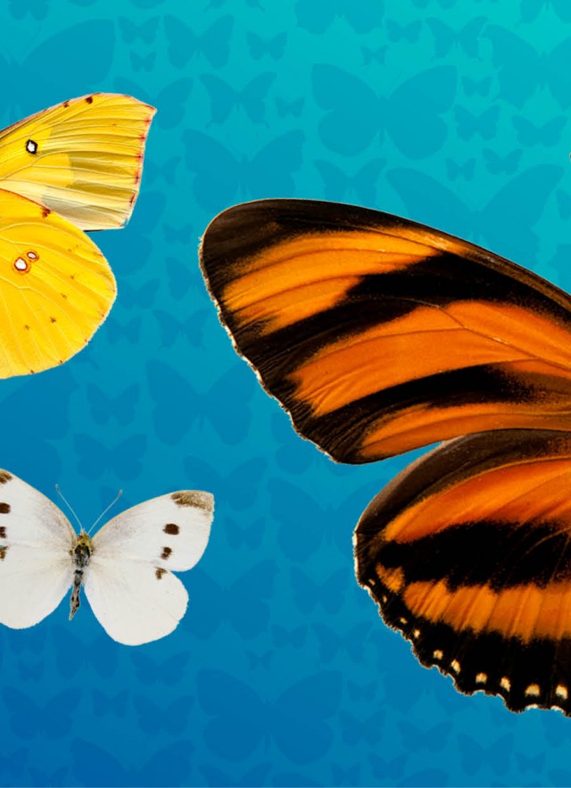 Adopt A Butterfly Natural History Museum You'll support the tropical butterfly house, and they'll experience the joy of a truly unique gift with. adopt a butterfly natural history museum