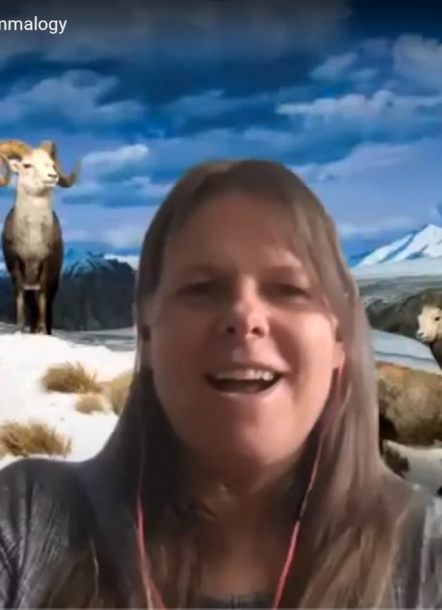 thumbnail of Dr. Kayce Bell with bighorn sheep Zoom background