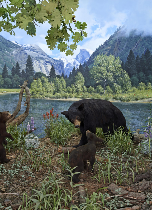 Diorama of a family of black bears in Yosemite Valley