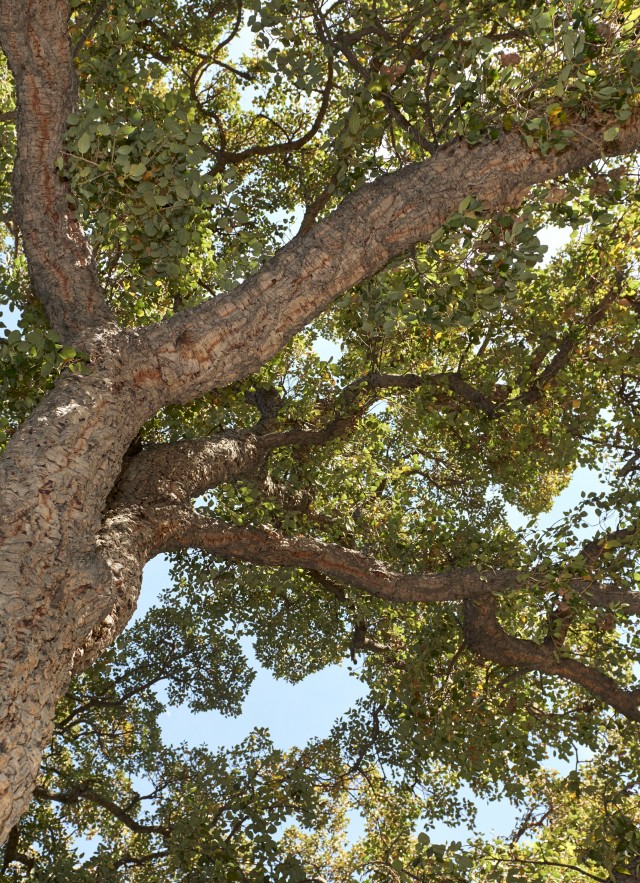 looking up into the branched of a cork oak tree