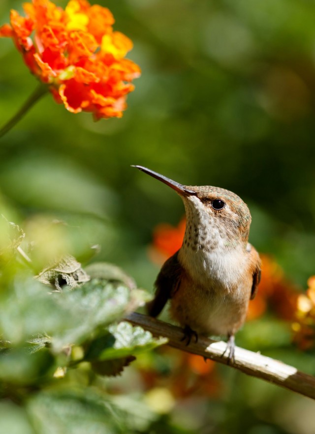 Foto de un colibrí en un arbusto.