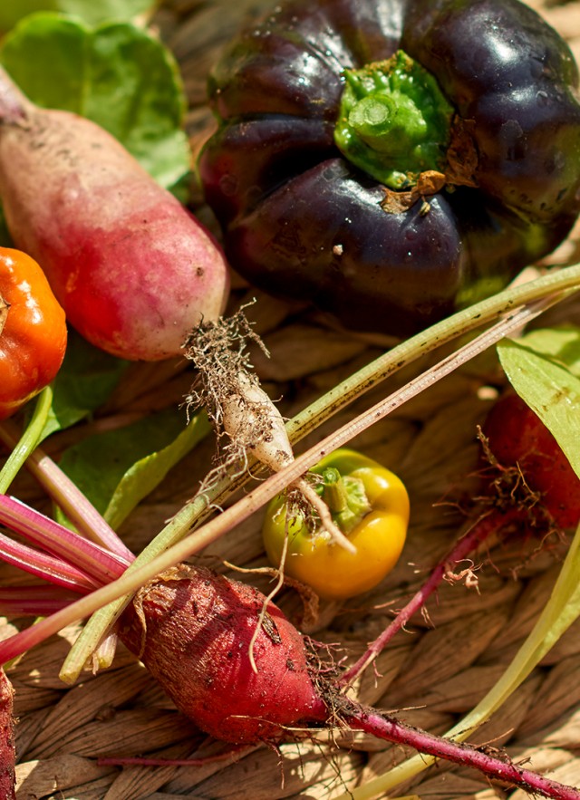 Gardening Image of vegetables