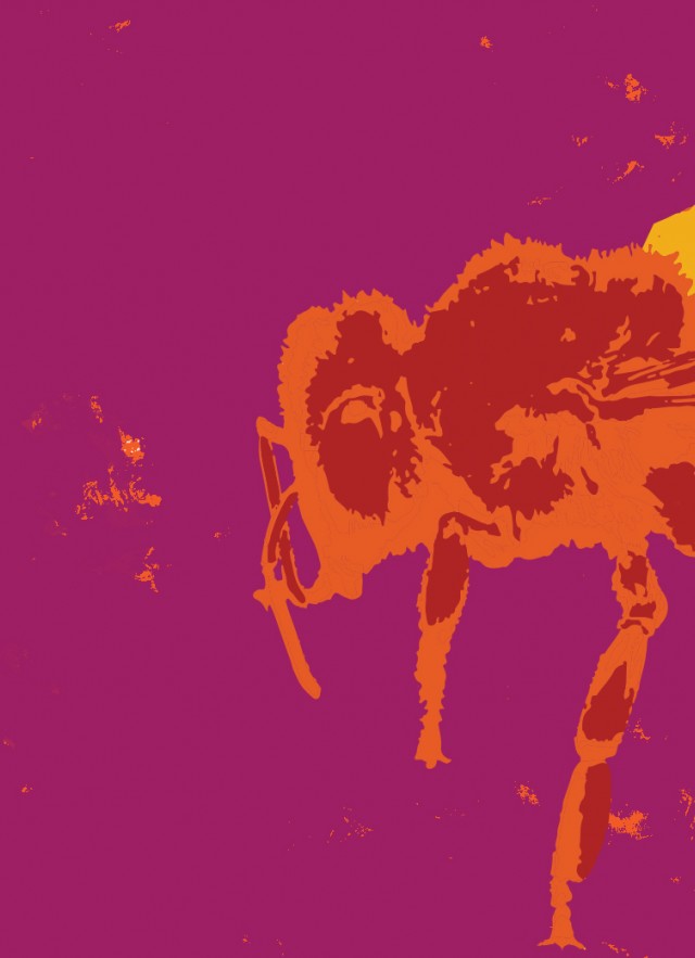 Bee with color effect on magenta background