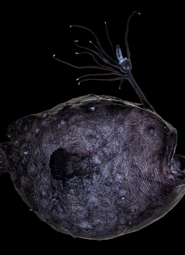 Anglerfish