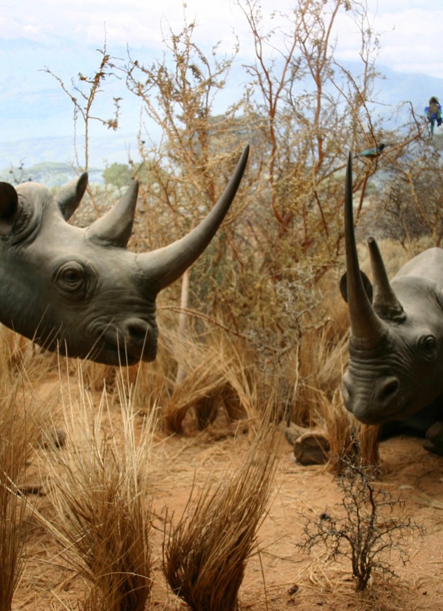 taxidermy diorama with two rhinos