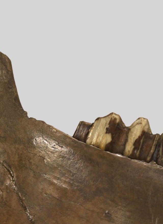 Bison Teeth 3D Model Close Up for Header Image