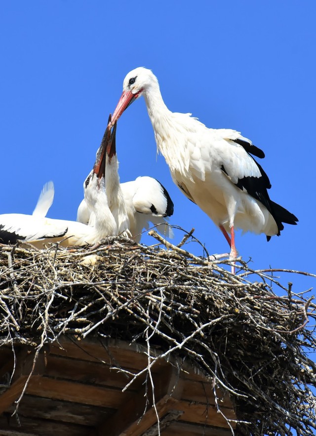 white storks