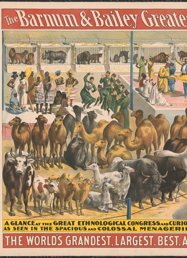 An 1895 Barnum and Bailey circus poster featuring both bactrian and dromedary camels.