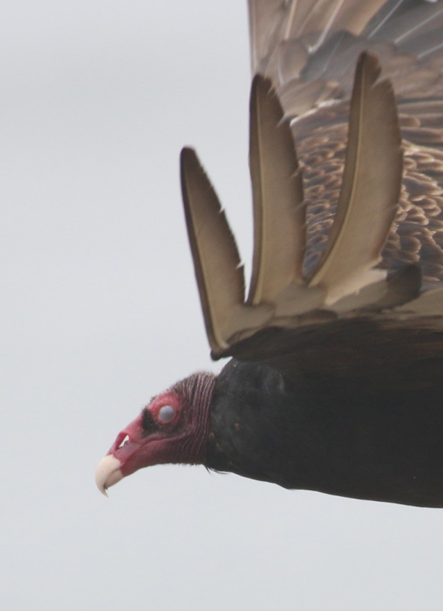 Soaring Turkey Vulture Close Up