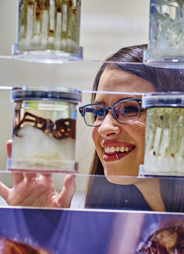 A visitor looks through specimens on display