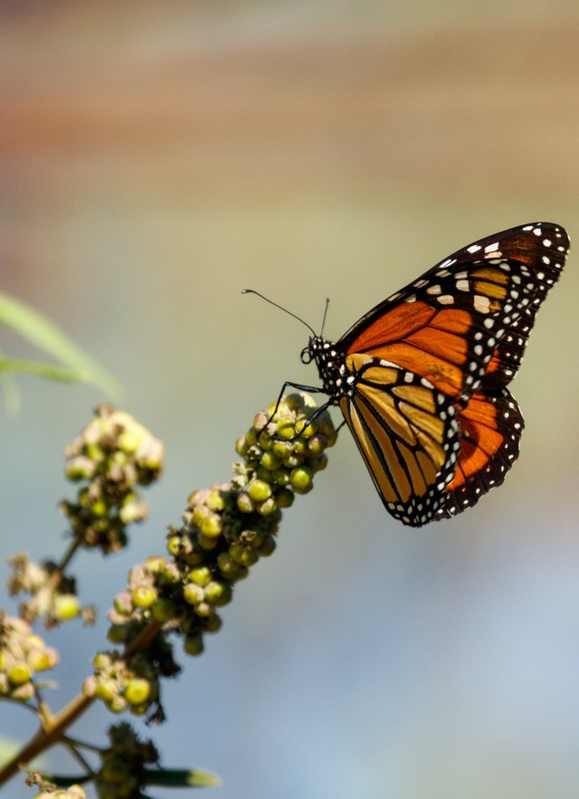A monarch butterfly rests on a flowering plant.