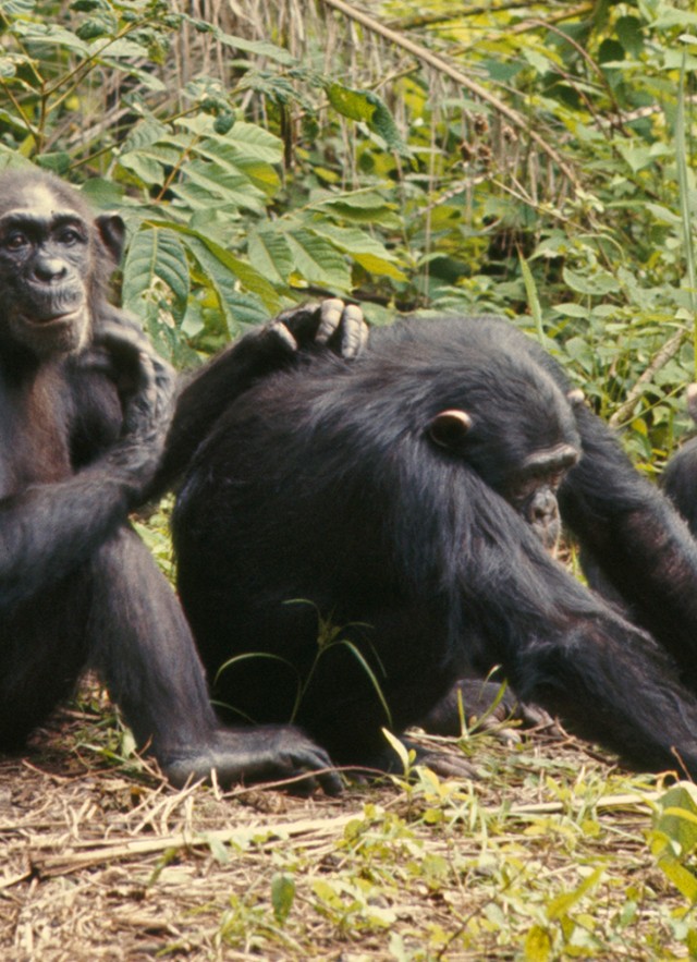 Foto de un grupo de chimpancés en Gombe