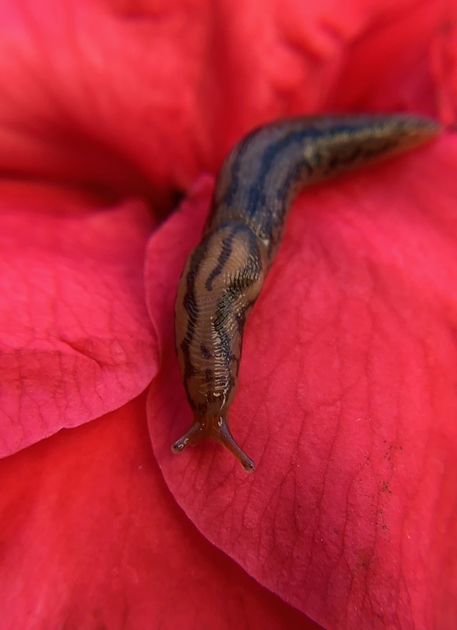 Threeband Slug on red flower