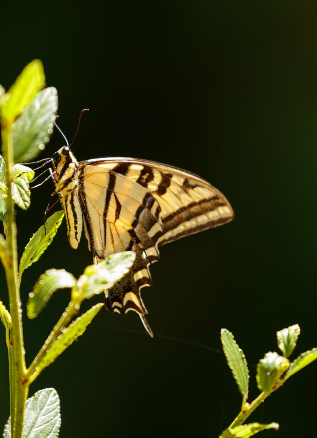 A yellow and black butterfly rests on a plant.