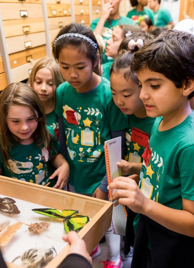 campers grouped around a drawer with pinned butterflies