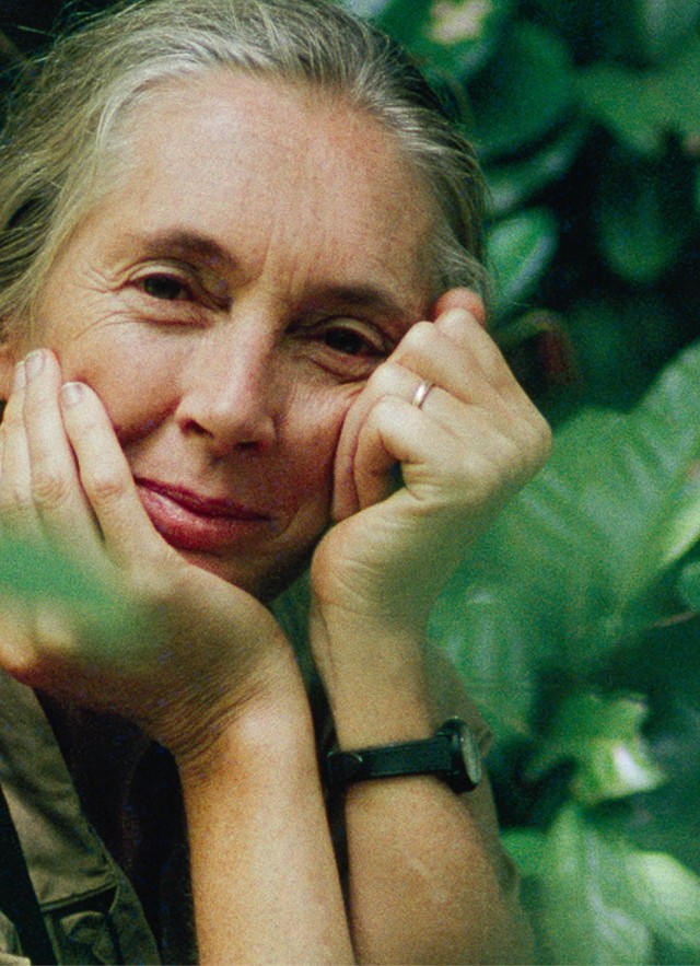 Image of Jane Goodall surrounded by leaves