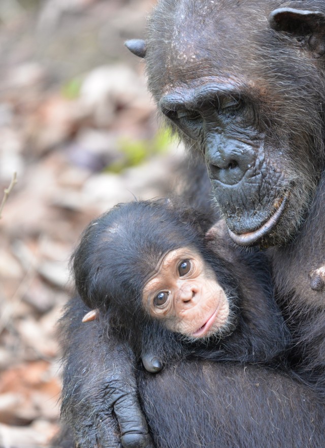 Gremlin and her infant Goodali of 'G-Family' in Gombe National Park 2019