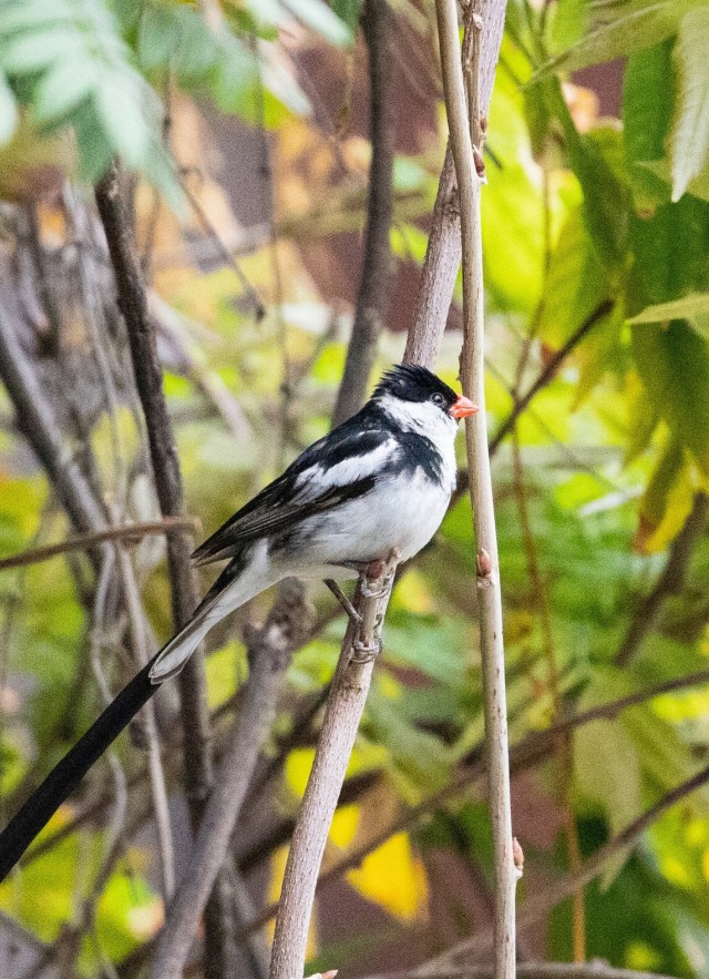 Pin on Birds