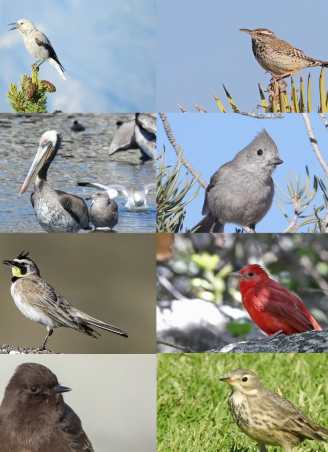 Bird Diversity Image