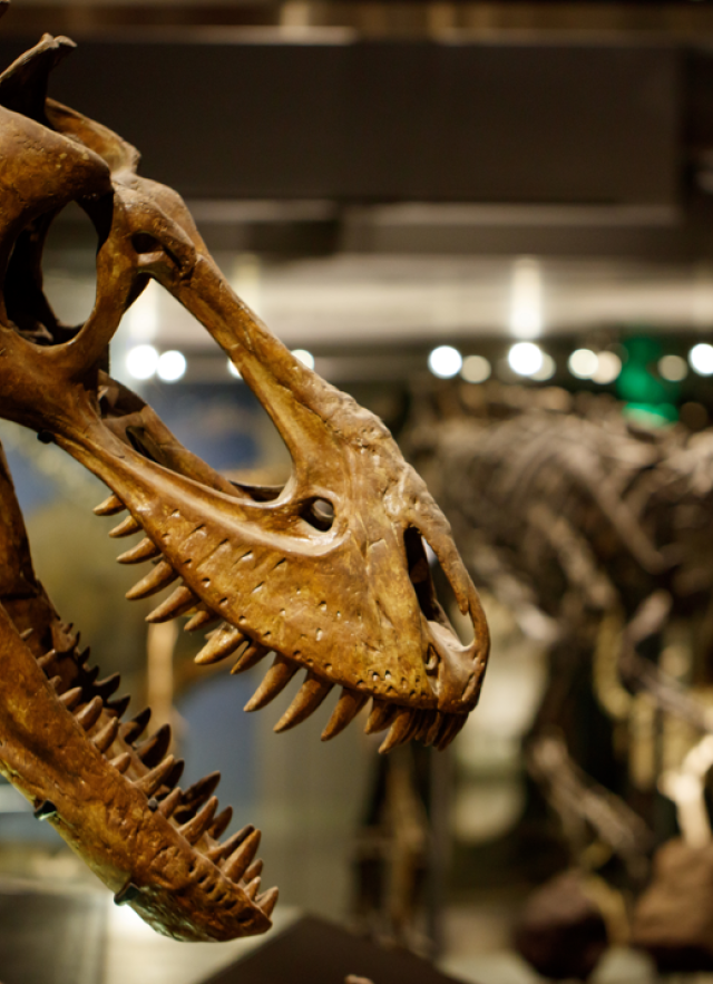 A T-rex skull is illuminated in a dark hall